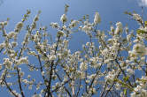 20100428_154422 Ciliegio in fiore.jpg